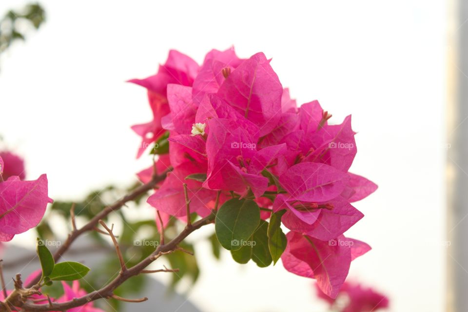 Bougainvillea