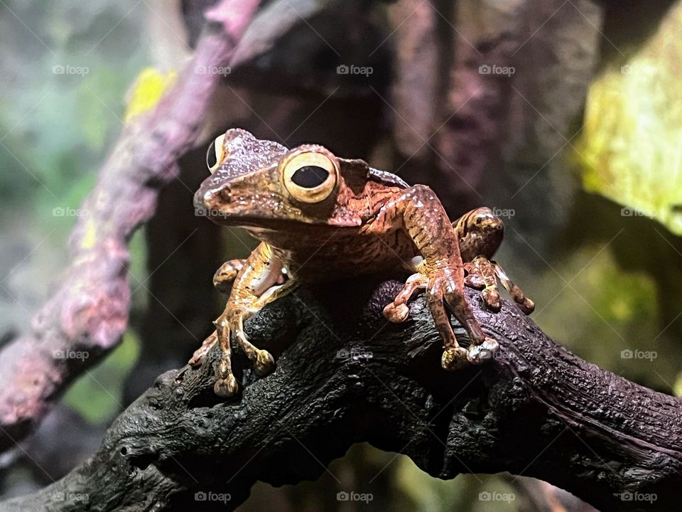 Close up of File-eared Tree Frog sitting on a snag