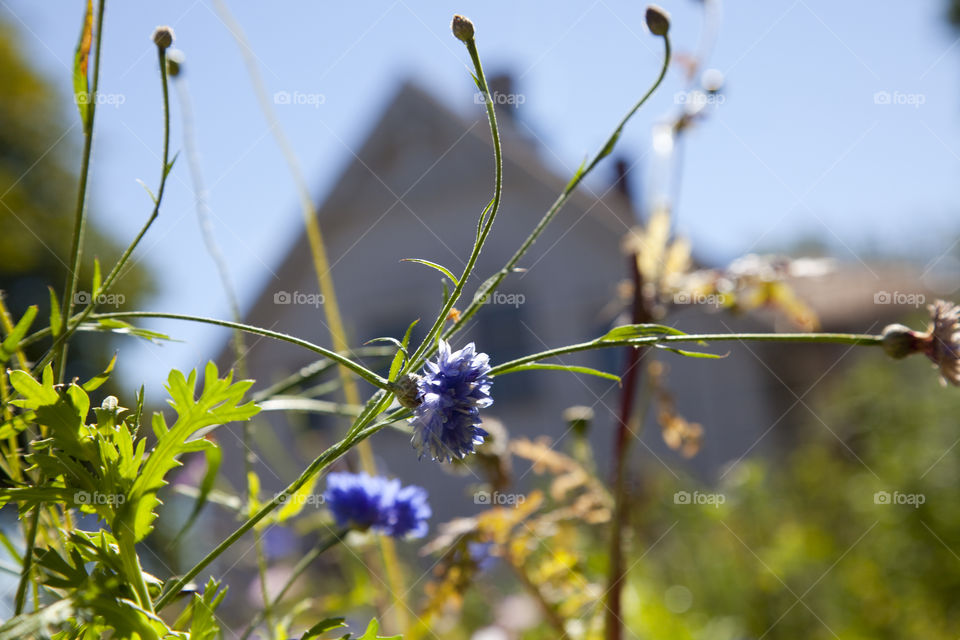 Flowers