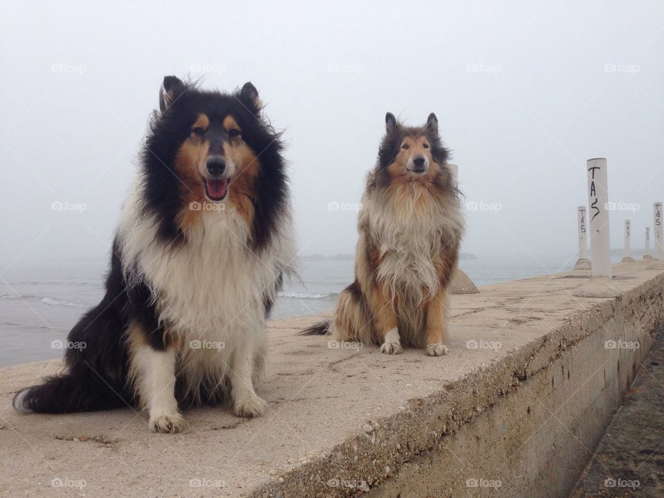 My collie dogs Lassie and Candy  at the beach, sitting on a pier on the sea and close to water in a foggy morning near the shore