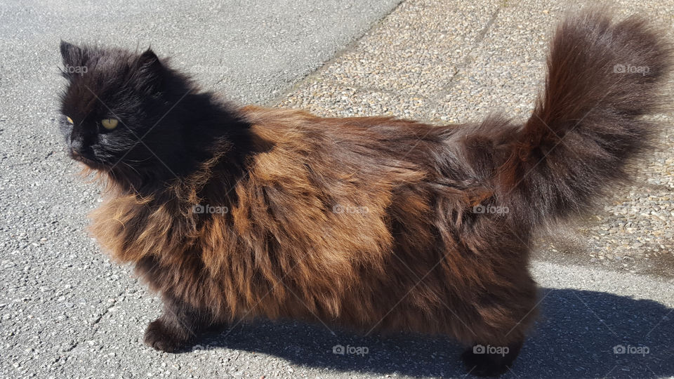 Fluffy black brown cat with yellow eyes 