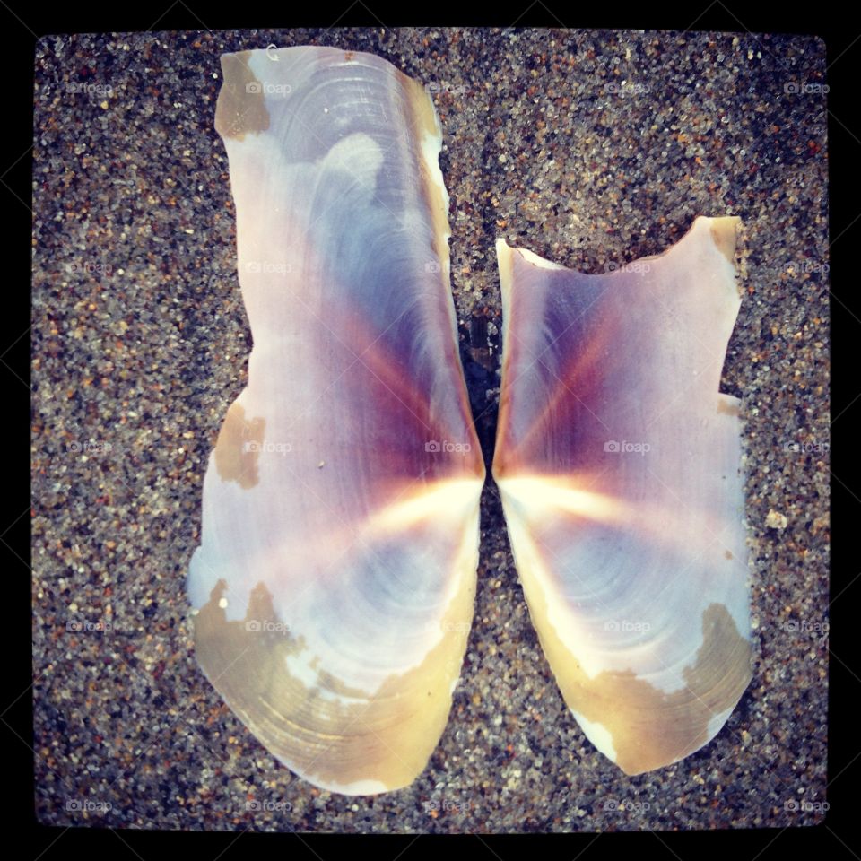 Broken seashell butterfly