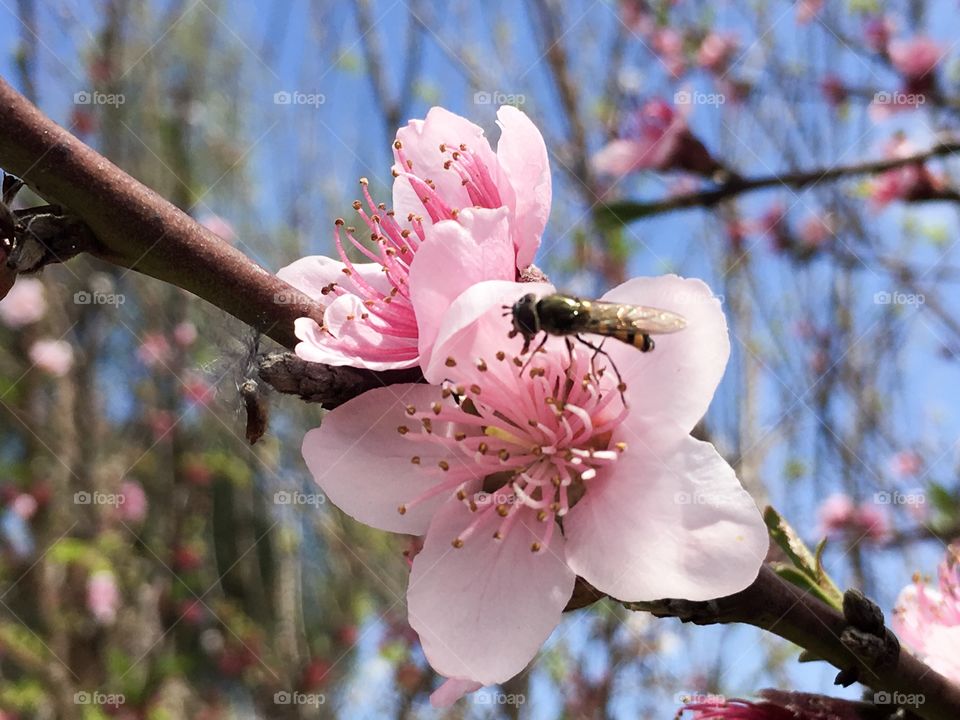 Closeup. We on pink apricot fruit tree blossom 