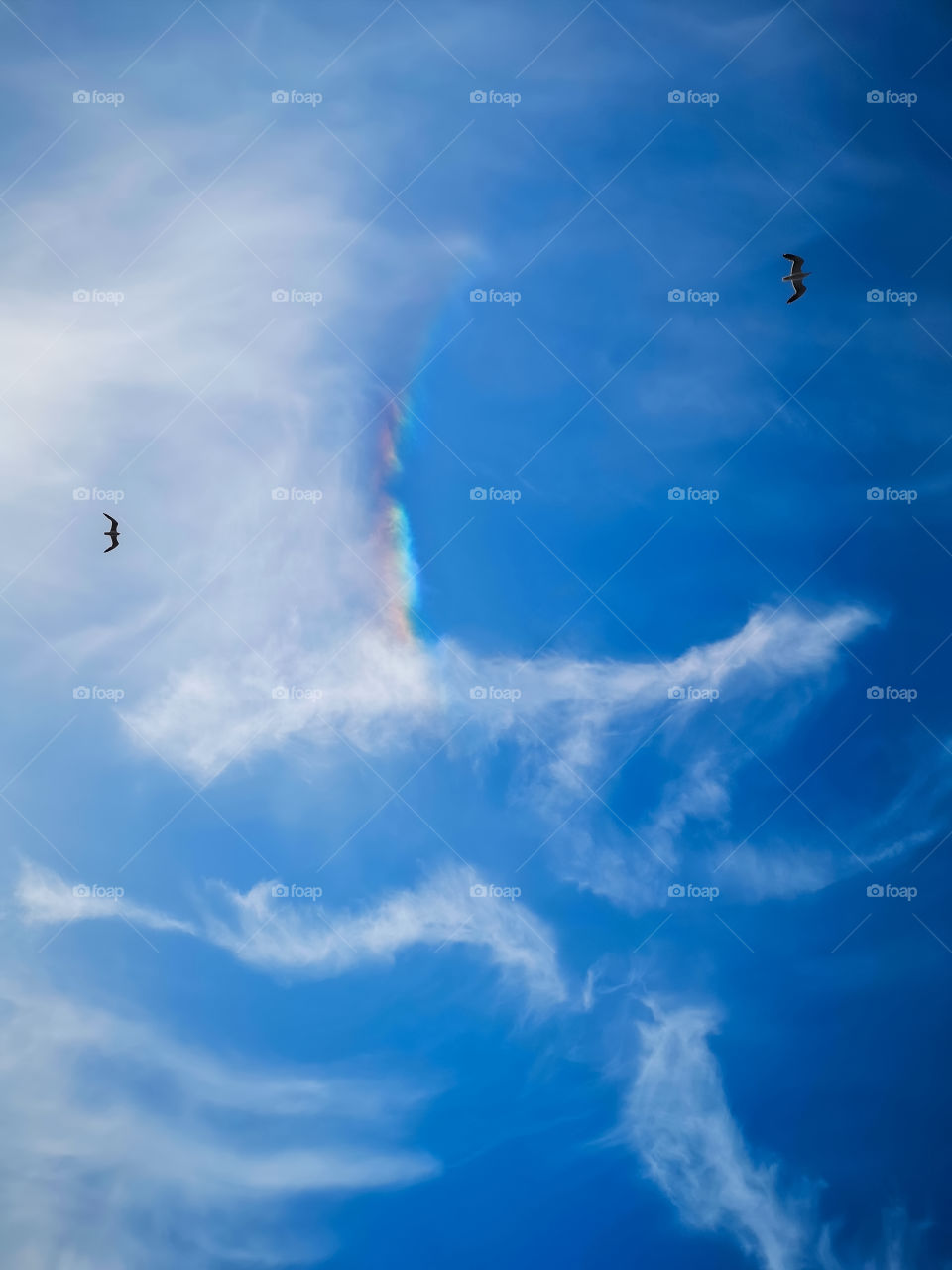 Seagulls, the sky sailors and little rainbow.