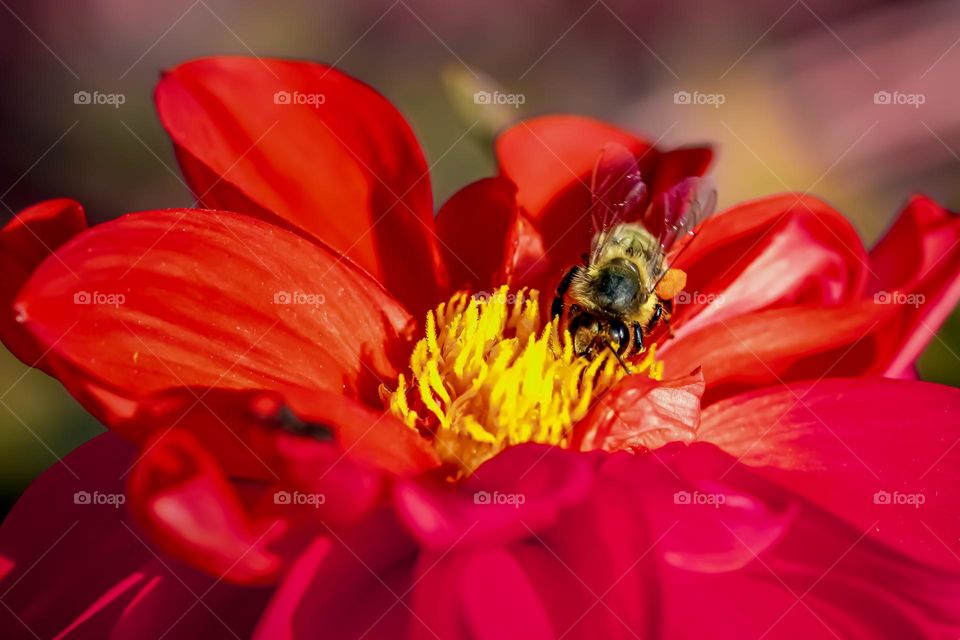 A bee at the flower