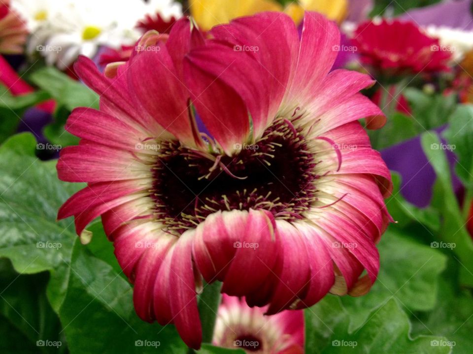 Magenta lion's mane daisy