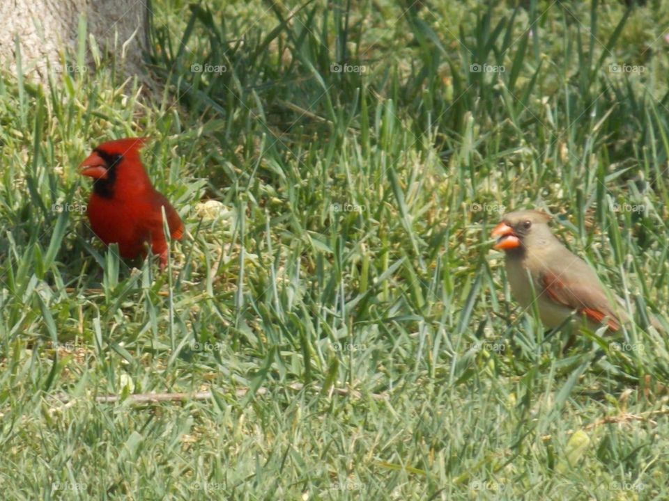 Cardinals