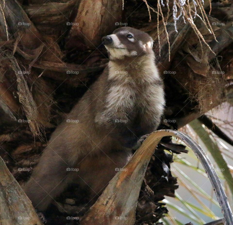 Coatimundi in a Palm Tree