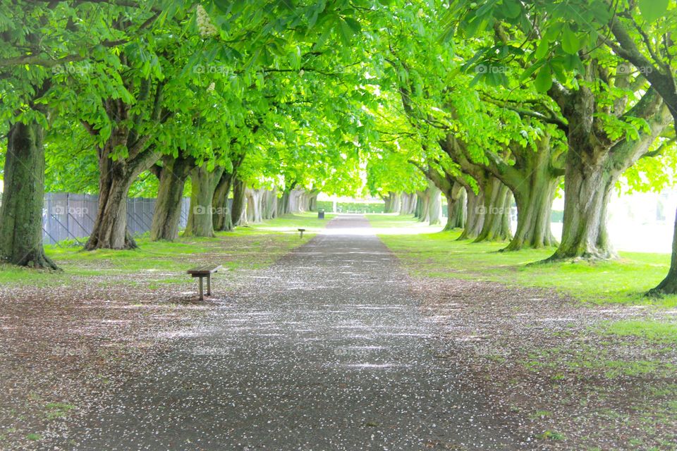 Forest path 