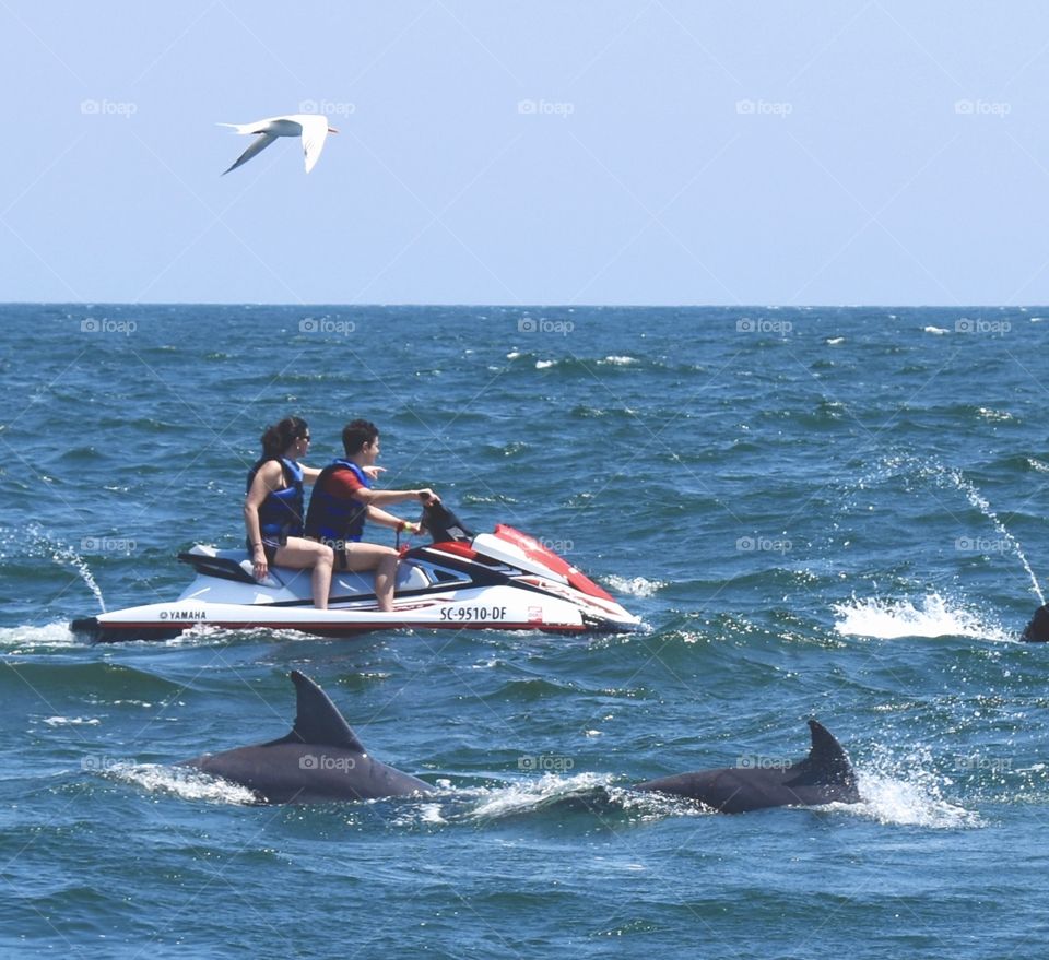 Dolphin watching on a jet ski