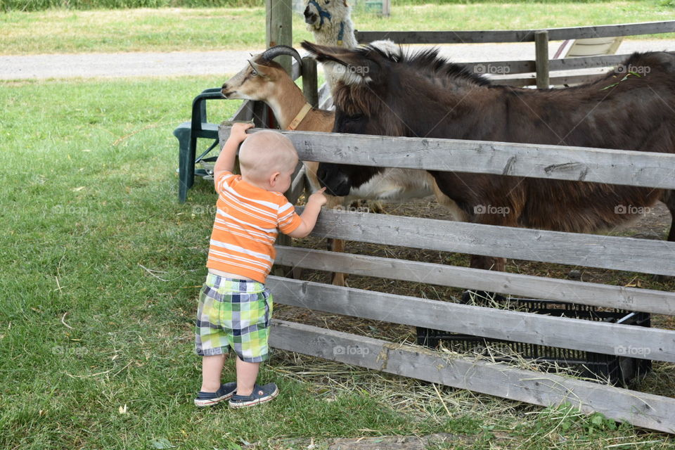 A little boy makes friends with a little donkey at a petting zoo on an organic farm as a goat and alpaca look on in the background. His brightly coloured clothing make him and his cuteness stand out. 