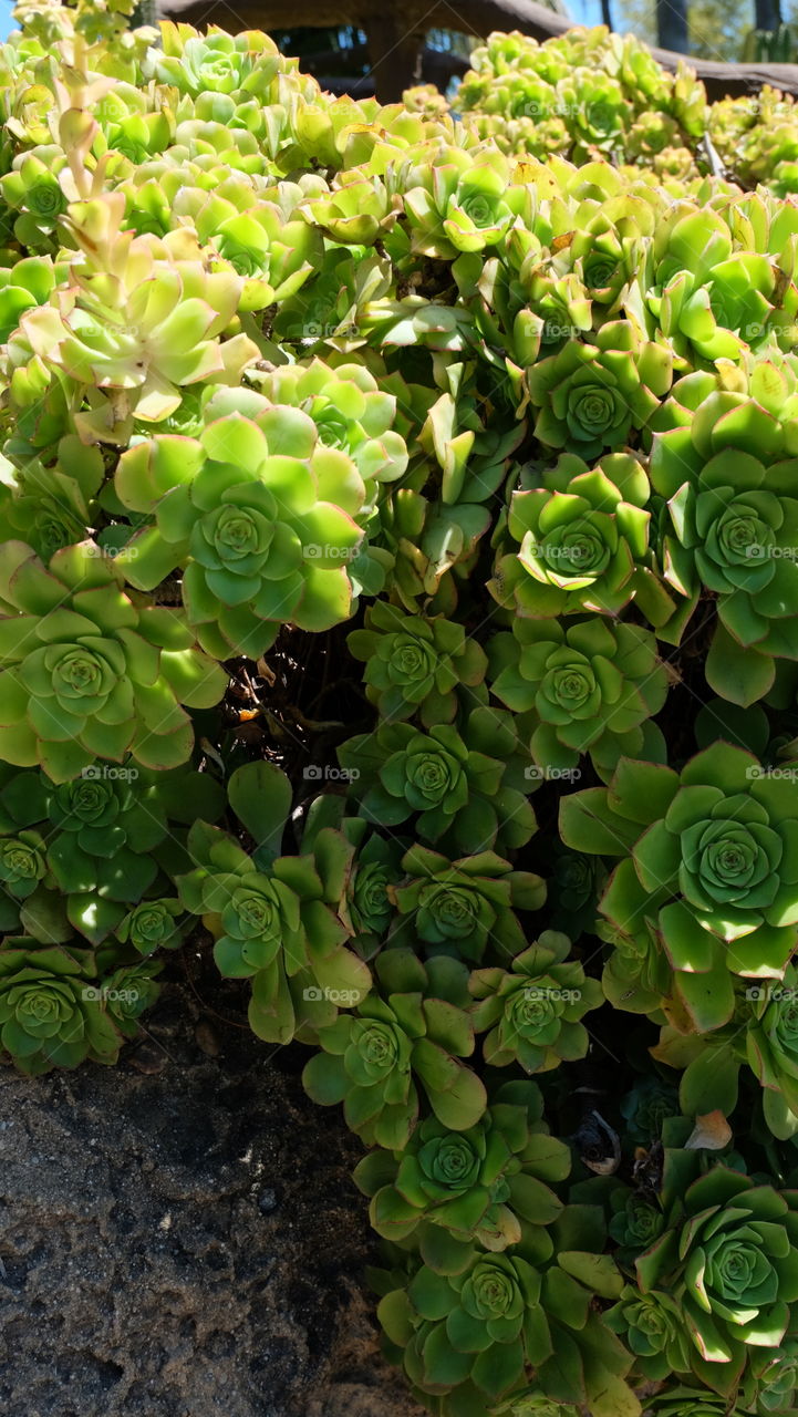 Aeonium