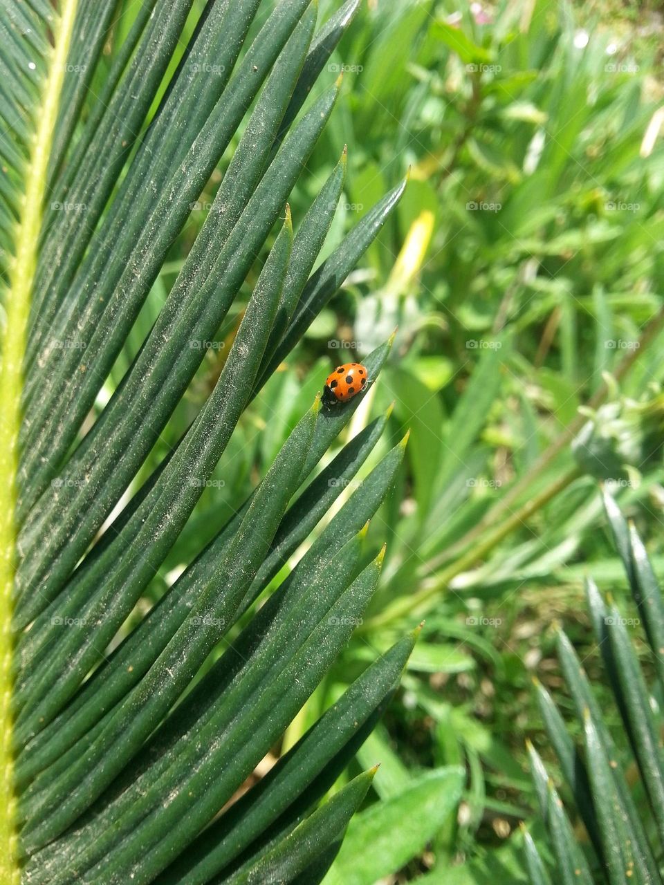 Ladybug enjoying morning