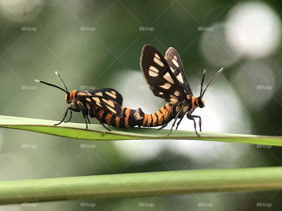Mating Tiger Moth