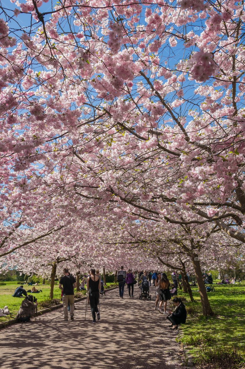 Pink park