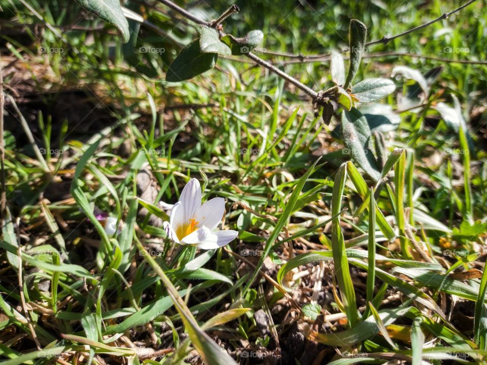 Spring crocus and honeysuckle branch.