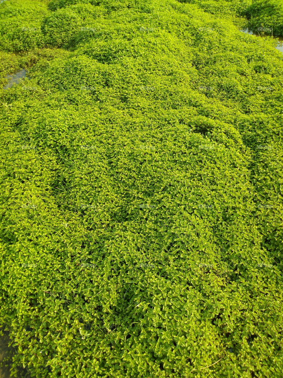 min plants in the farm