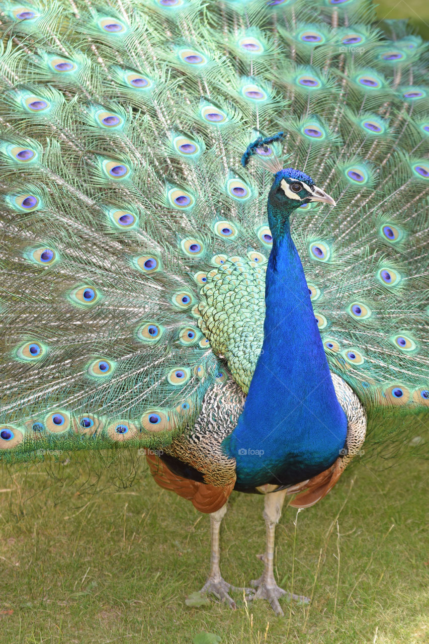 peacock