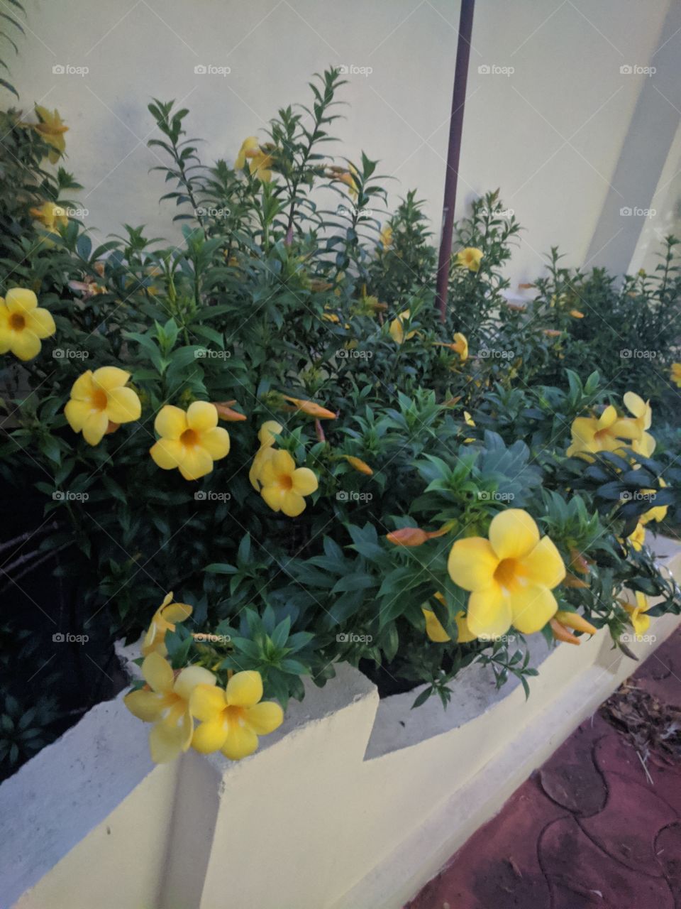 Beautiful yellow flower 🌹 It makes the surroundings pleasant and fresh ! Just loved them around ❤️❤️❤️