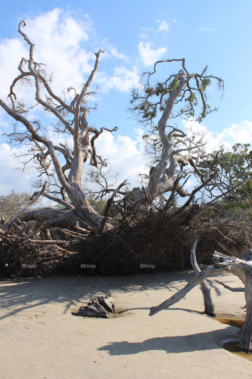 driftwood beach trees