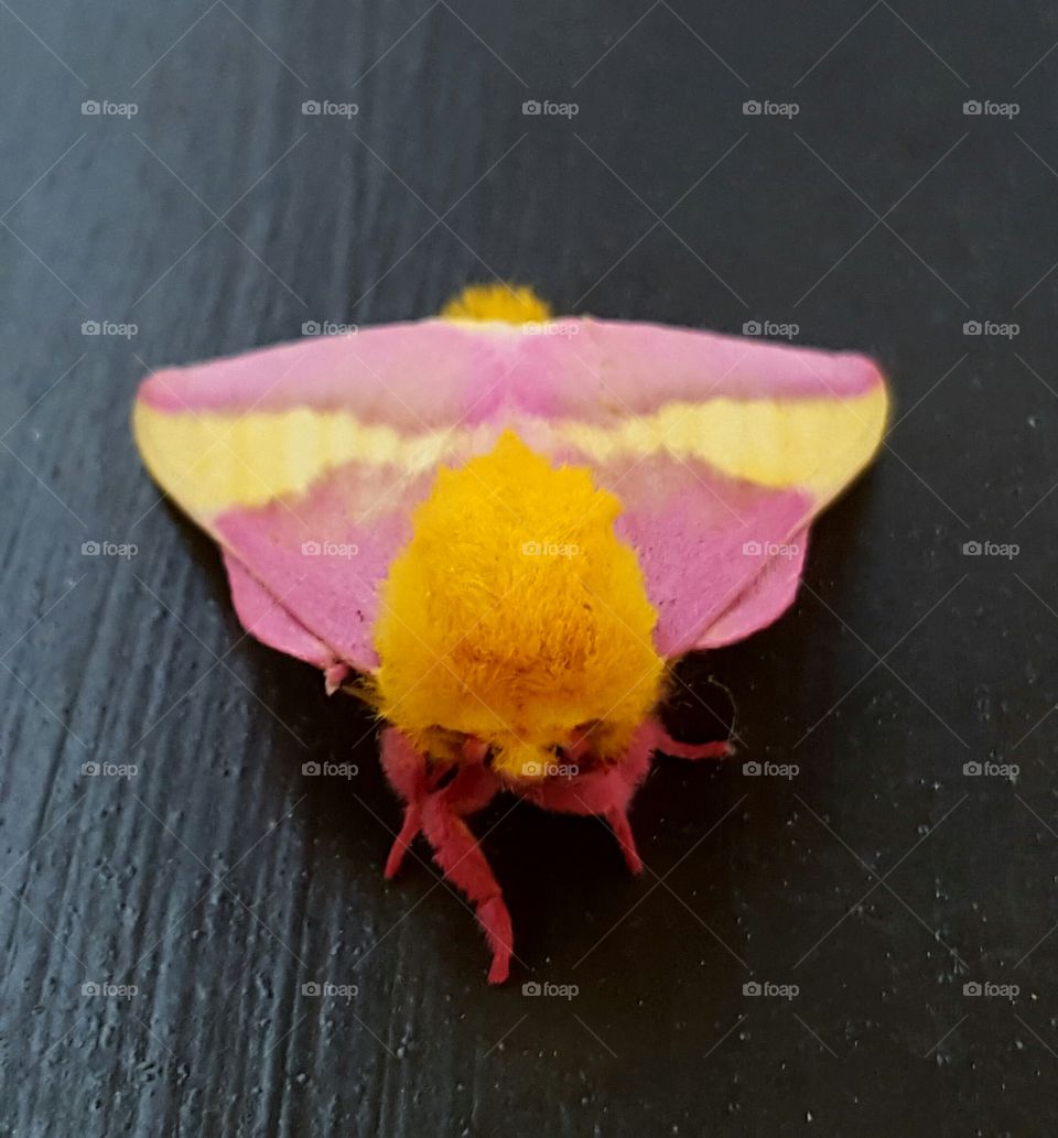 Moth