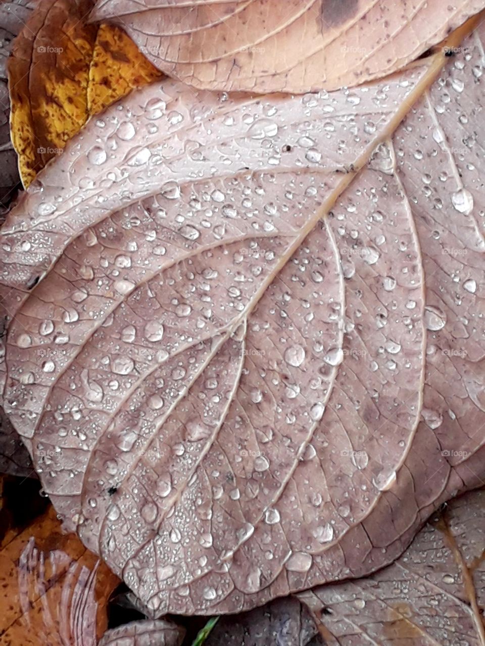 autumn leaf reverse covered with  dew drops