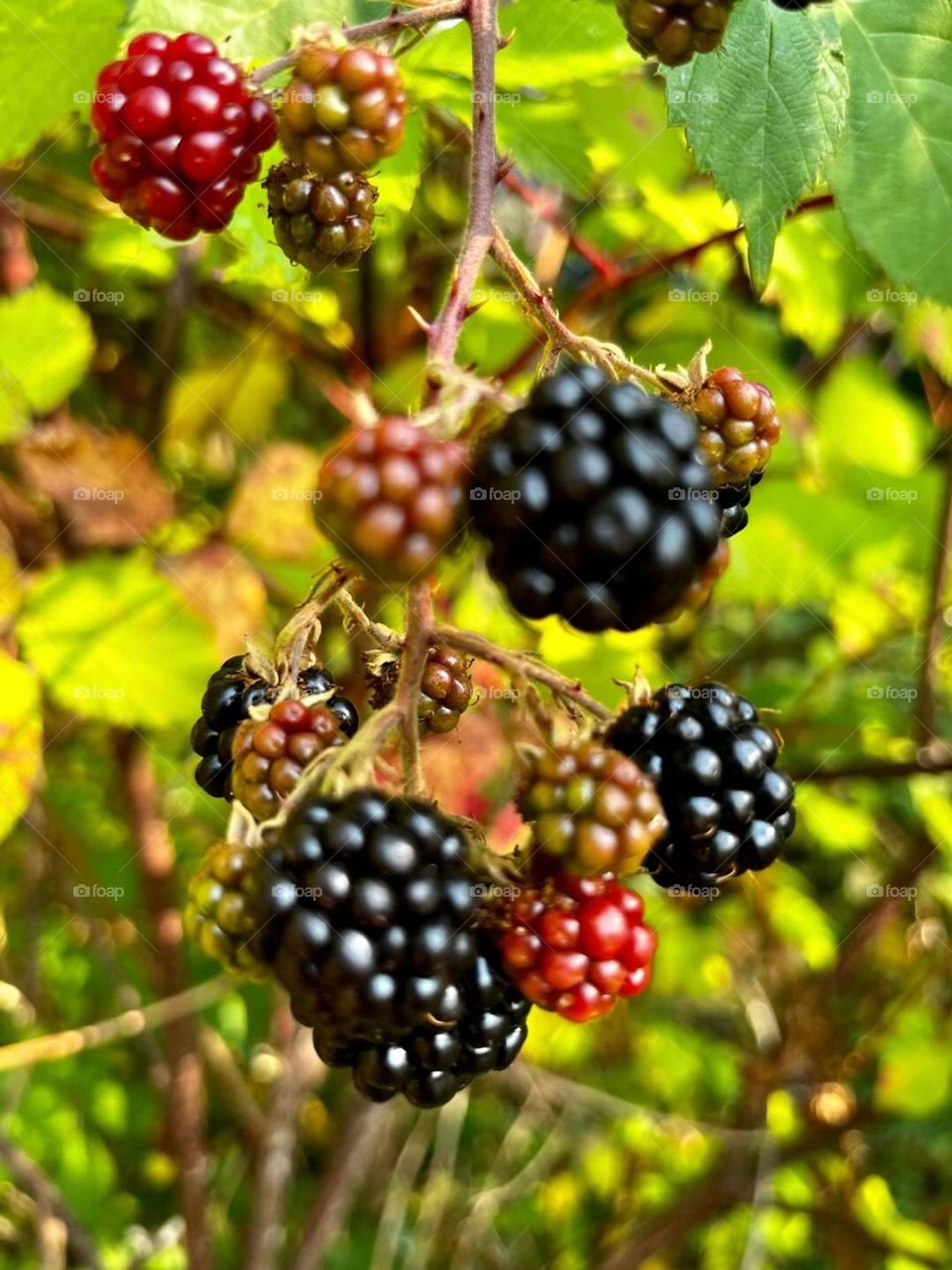 Black berry 