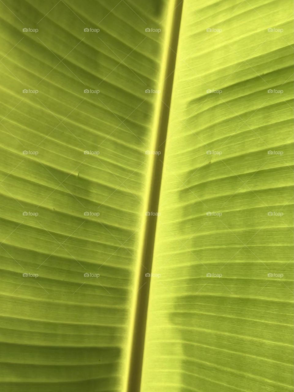 Multiverse. Closeup of the veins of a large green leaf with the sun shining behind it 💚