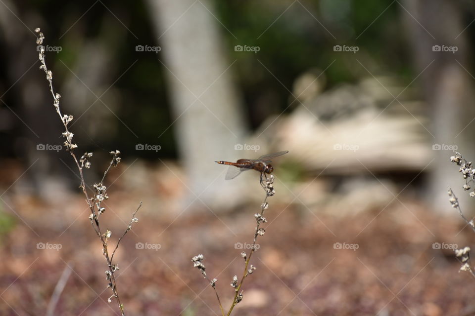 dragon fly perch