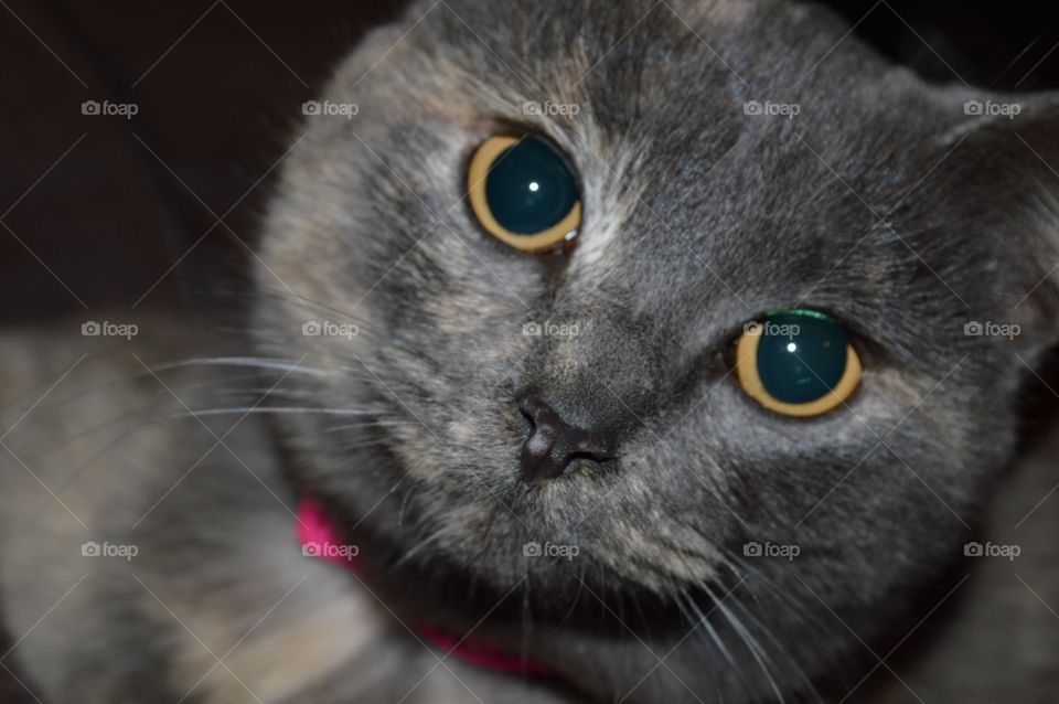 Dilute Torti. Dilute tortoiseshell cat. Her name is Silver Noodles!  Cat face photo. 