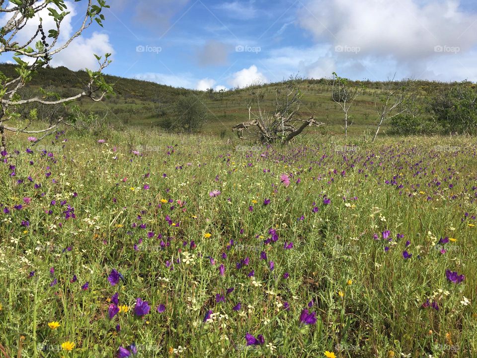 Blooming meadows with fig trees