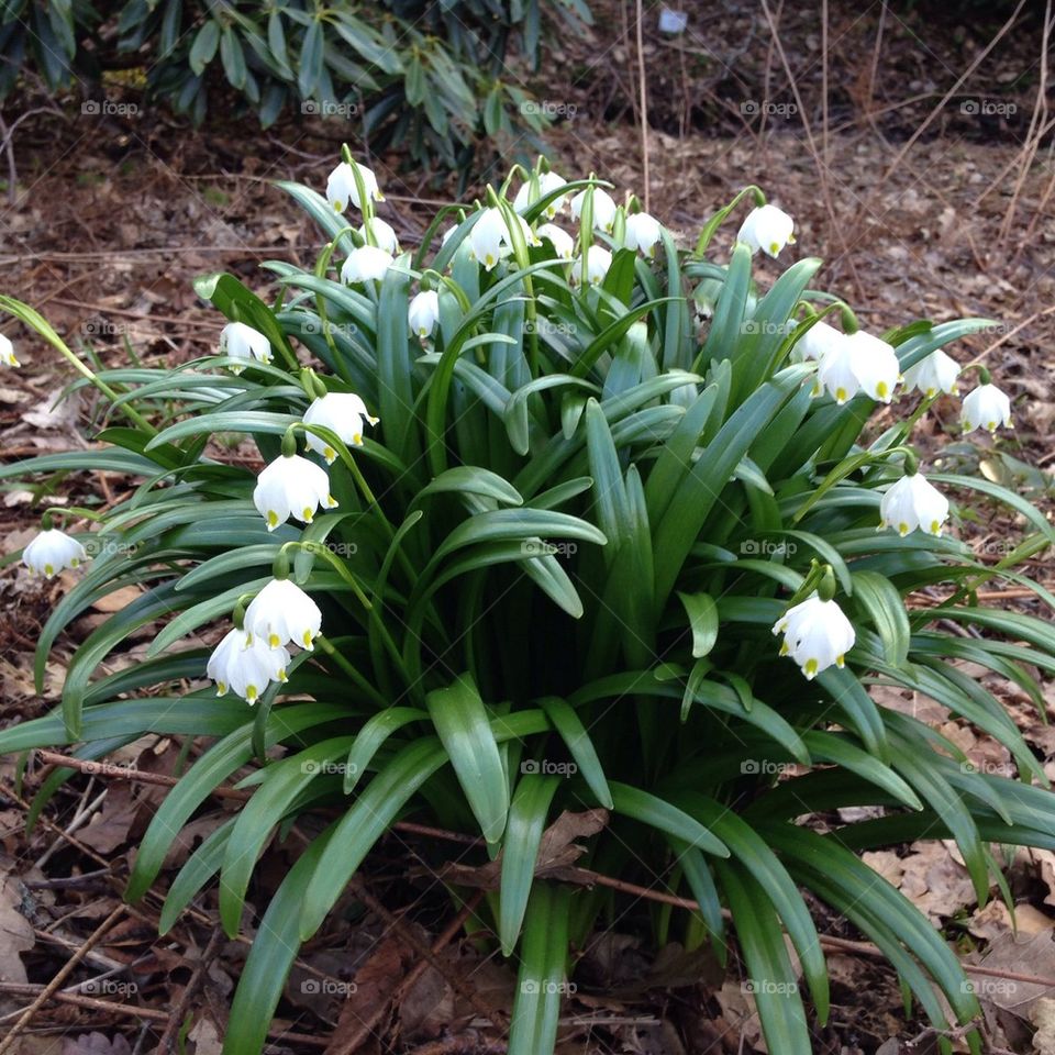 Spring snowflake