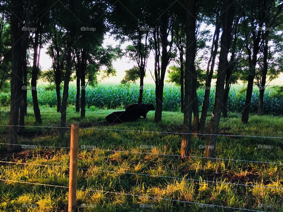 Golden sunlight floods across pasture grass under a grove of trees where two steers lay quietly next to a cornfield in the dim light