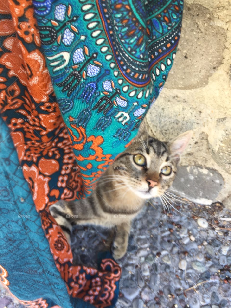 Hiding cat beautiful eyes