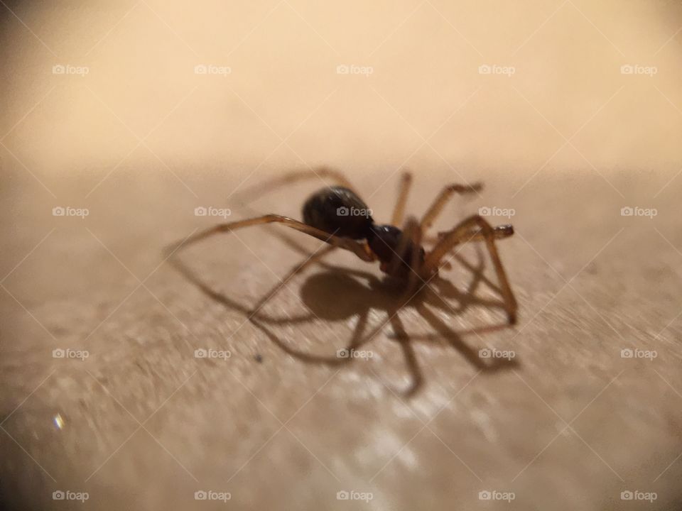 Macro spider