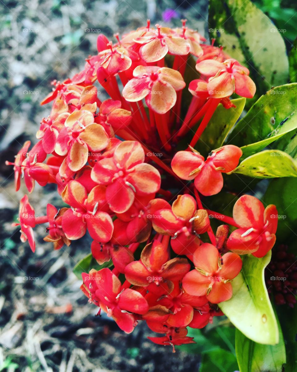 RED - 🌼#Flores do nosso #jardim, para alegrar e embelezar nosso dia!
#Jardinagem é nosso #hobby.
🌹
#flor #flowers #fower #pétalas #garden #natureza #nature #flora