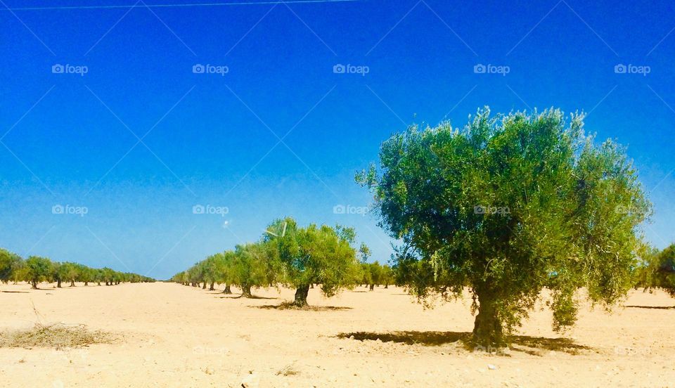 Olive trees 