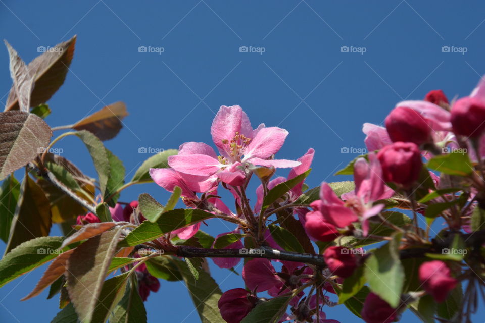 Low angle view of tree branch