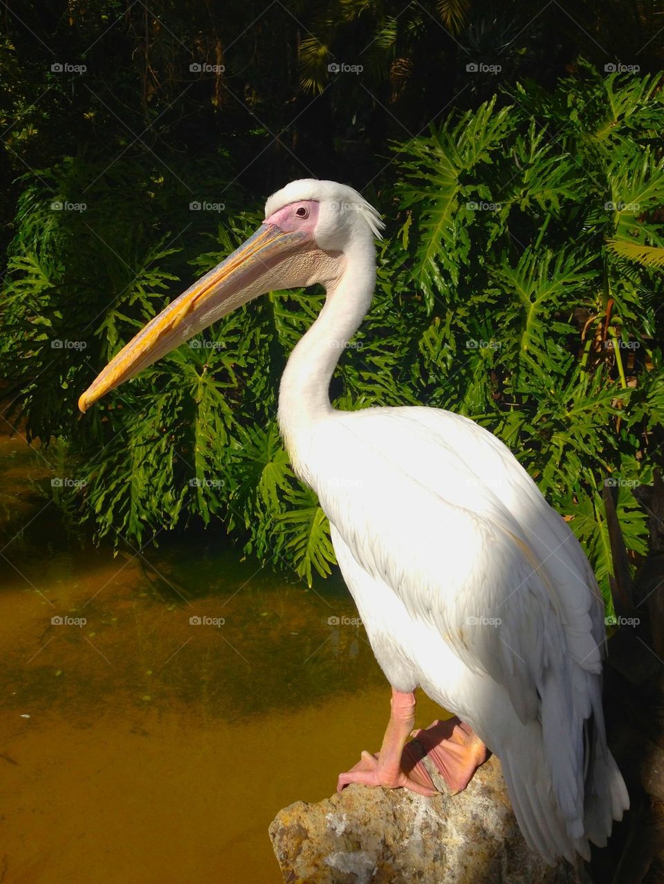 White Pelican