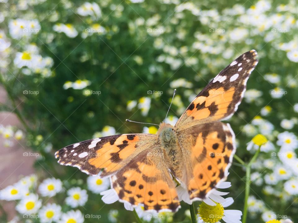 Бабочки в моем саду
