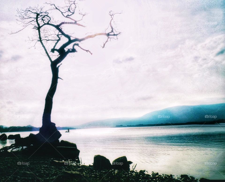 Tree on the loch