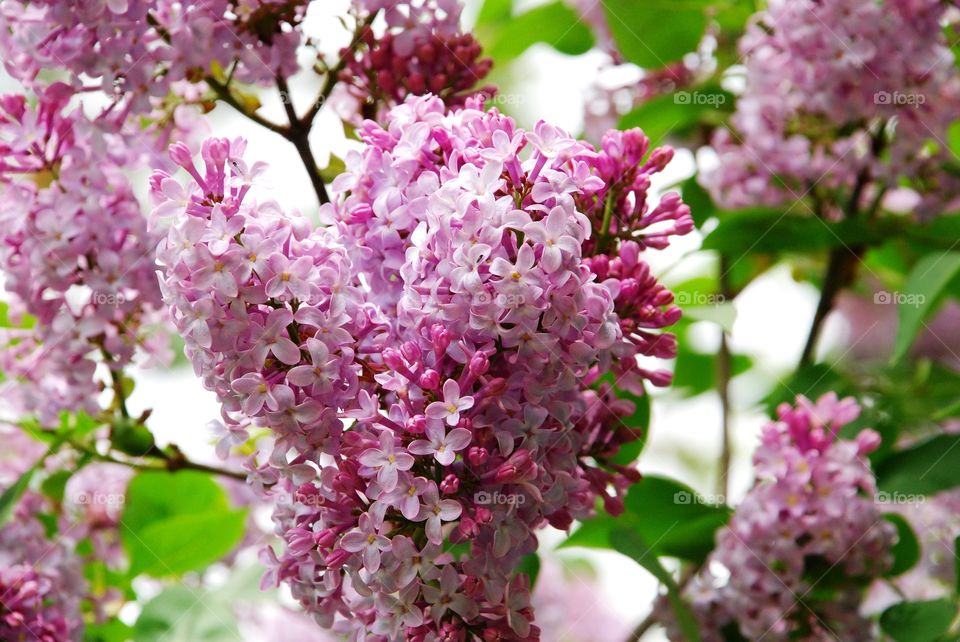 Lilacs