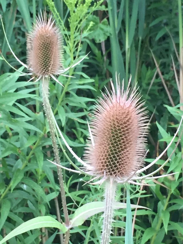Wildflower 