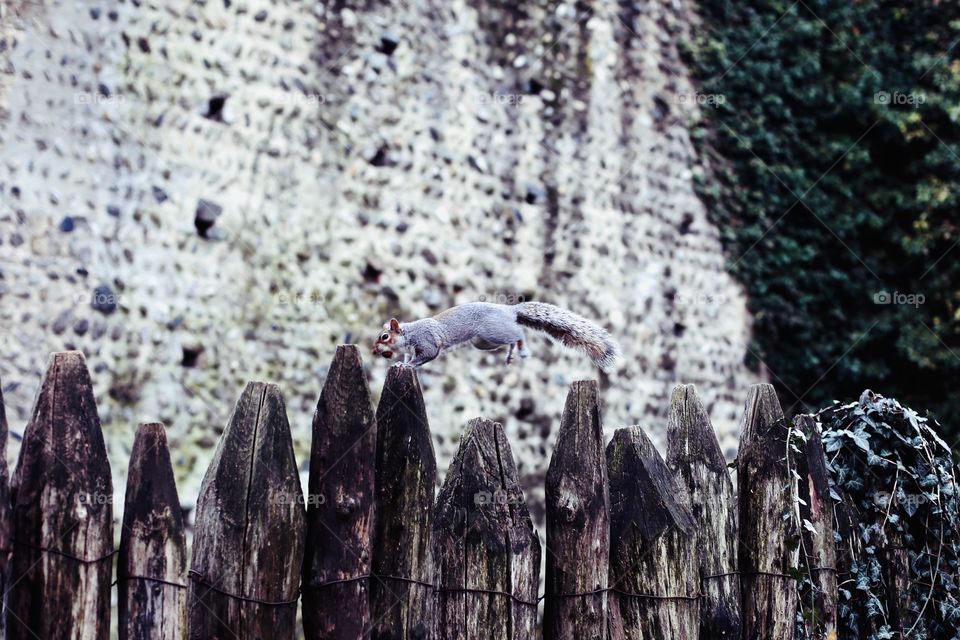 Who find Squirrel with nut from Ice age?)