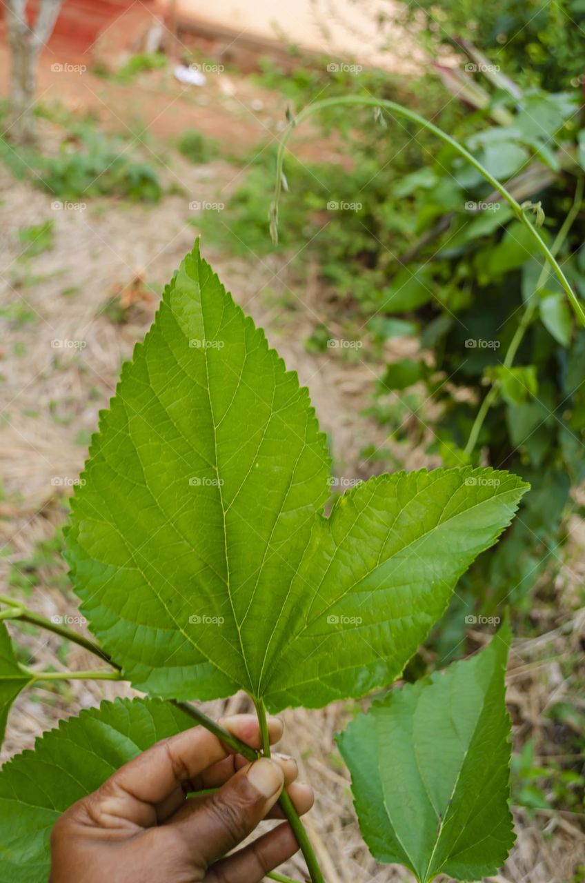 Mulberry Tree Leaf