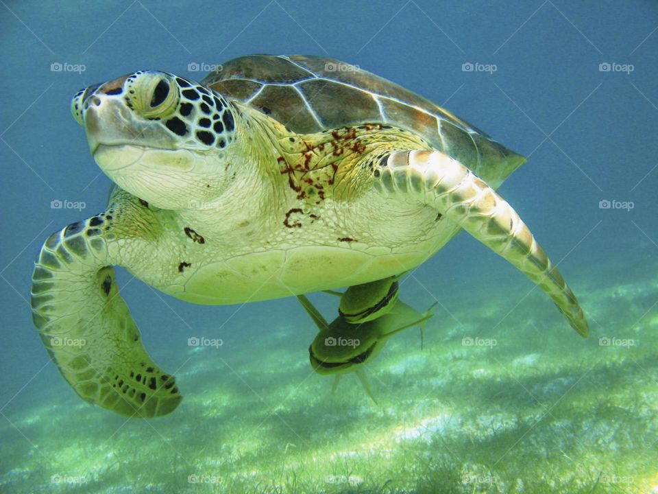 sea ​​turtle at the bottom of the sea accompanied by a remora fish