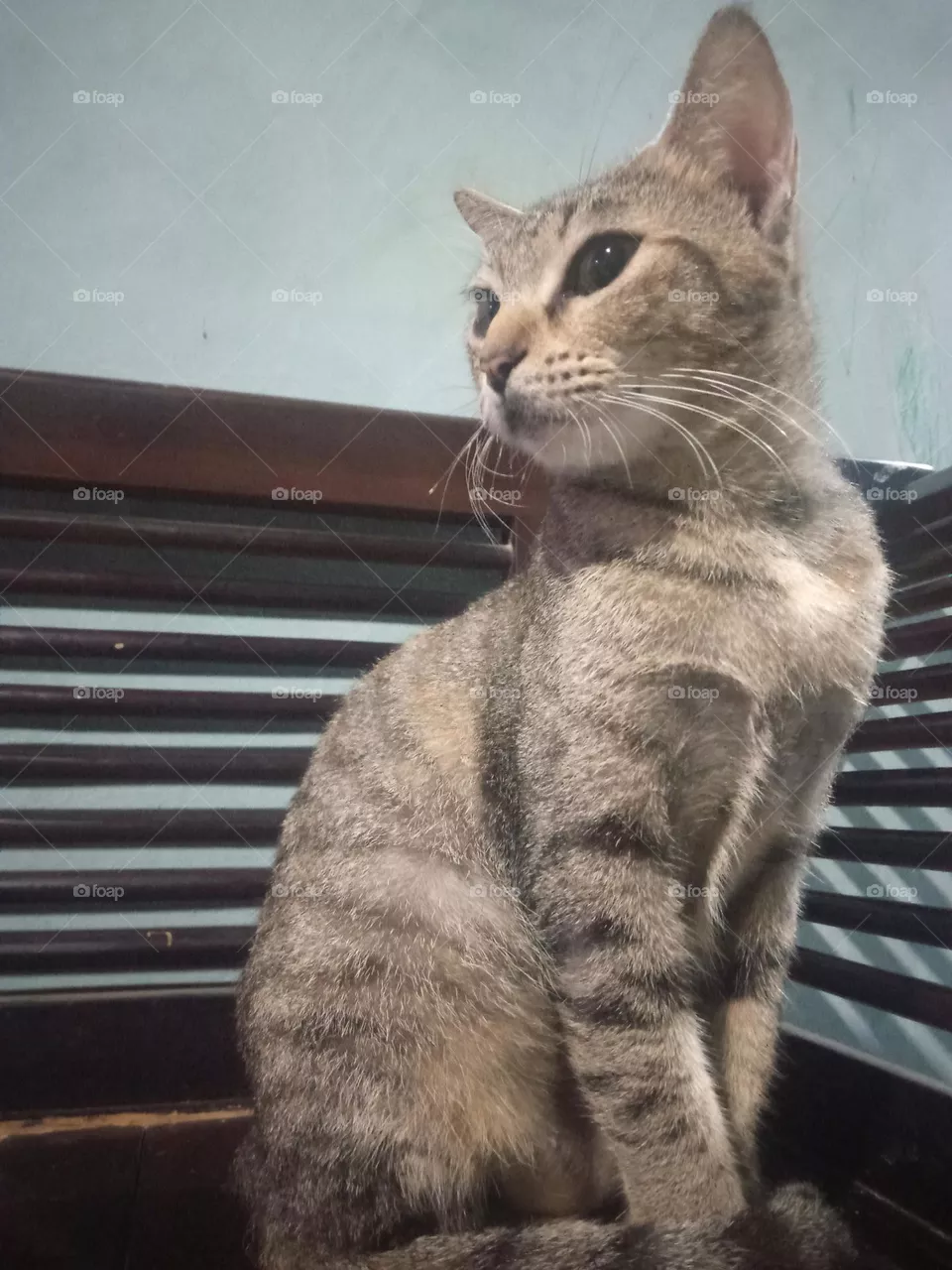 My Cat