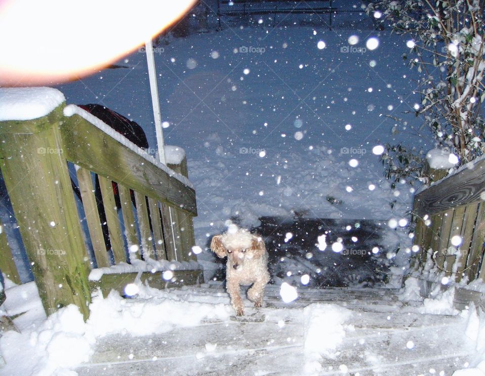 Dog running up steps in snowstorm.