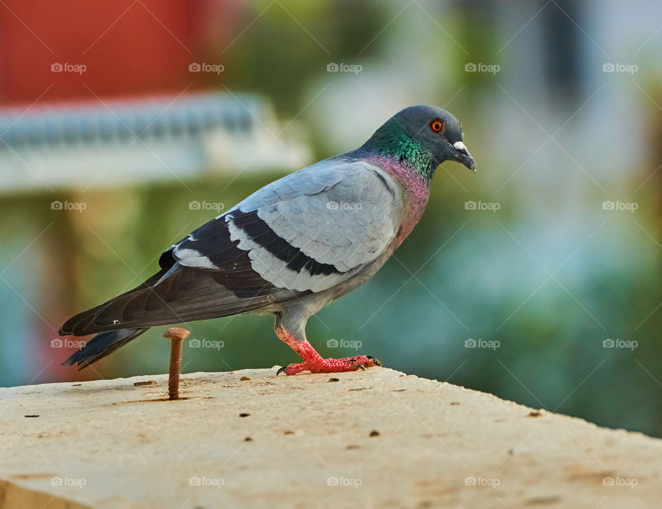 Bird photography - Dove - scouting