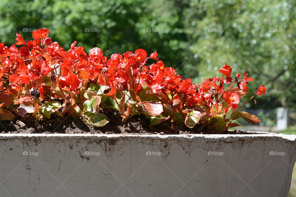 red flowers gardening